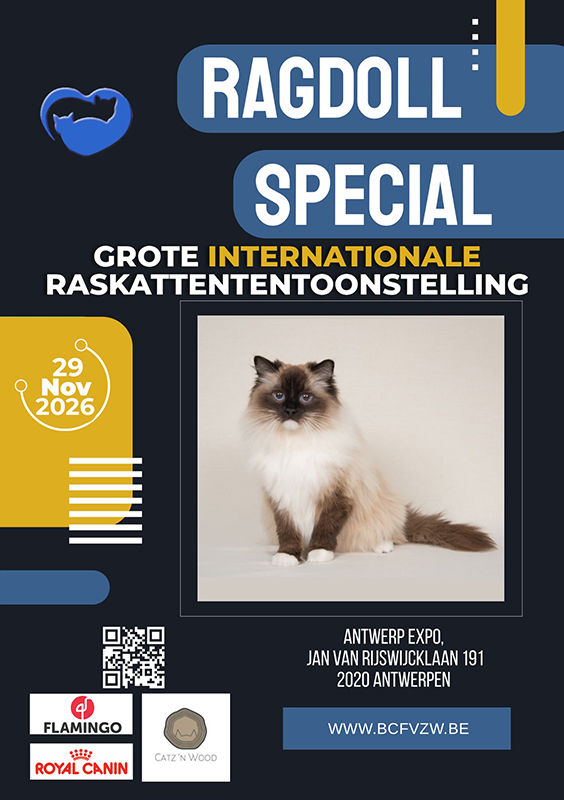 kittentekoop, BCFvzw