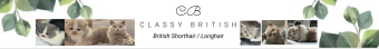Classy British