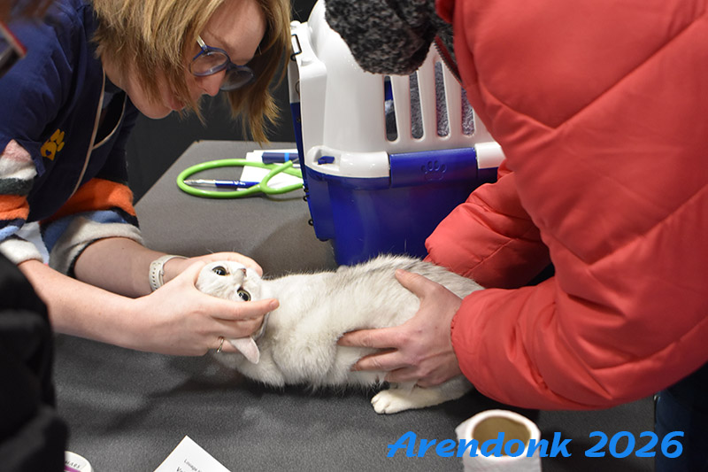 BCF kattenshow