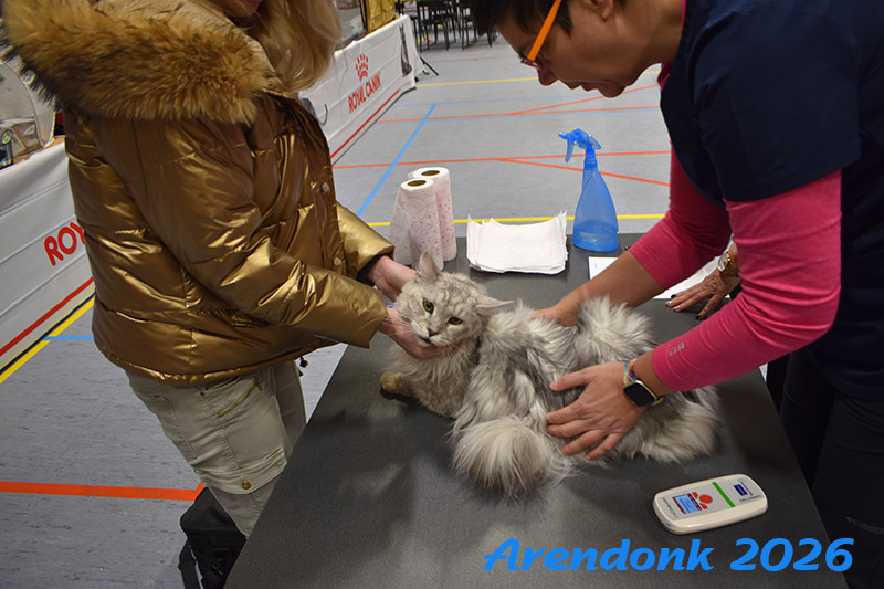BCF kattenshow