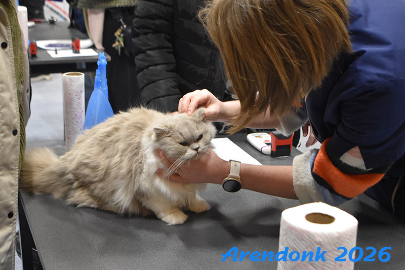 BCF kattenshow