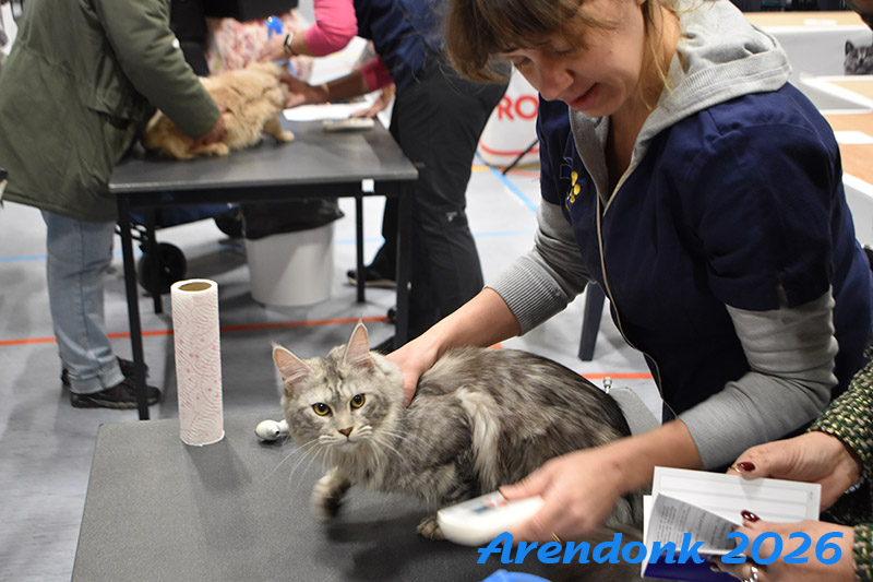 BCF kattenshow