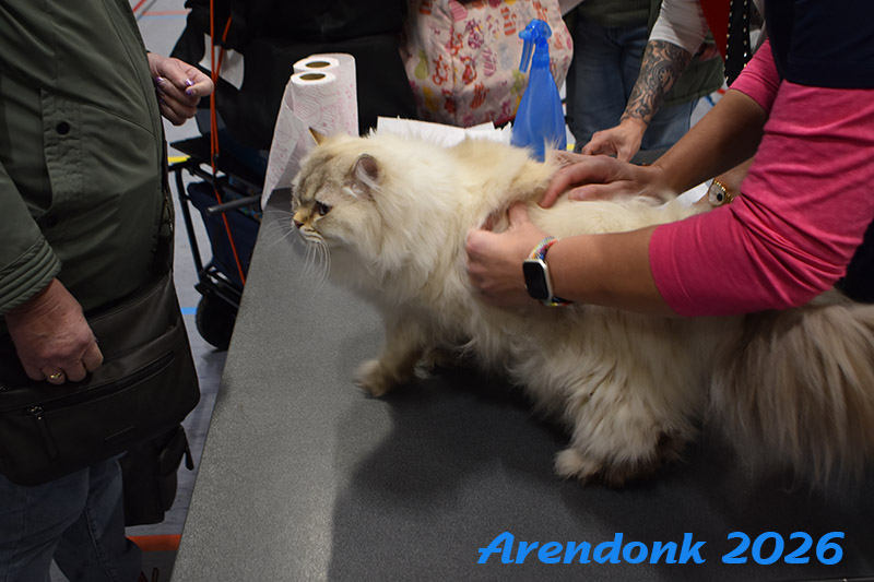 BCF kattenshow