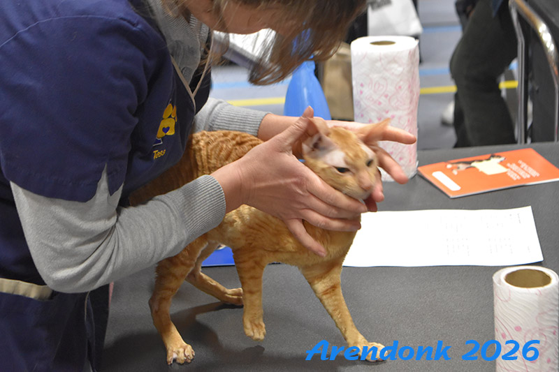 BCF kattenshow