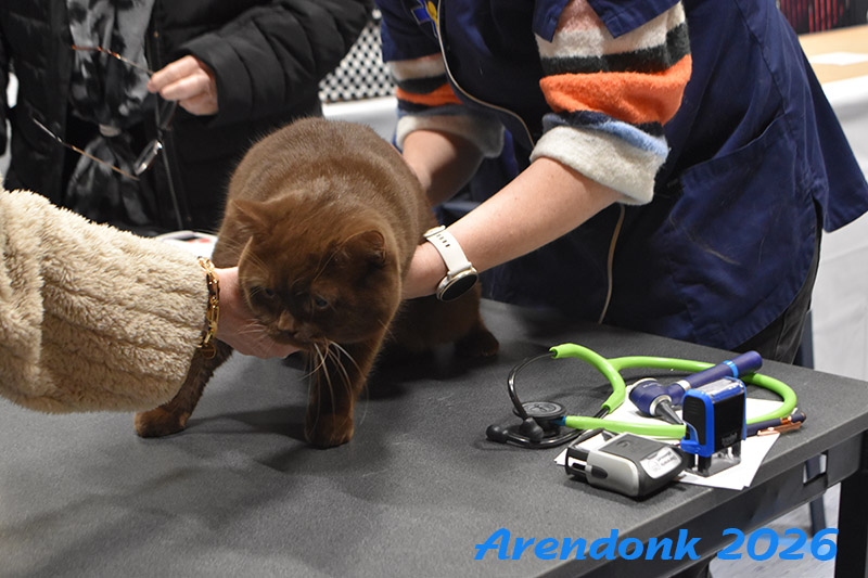 BCF kattenshow