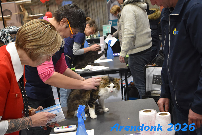 BCF kattenshow