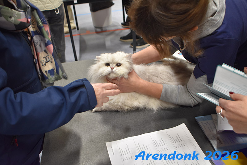 BCF kattenshow