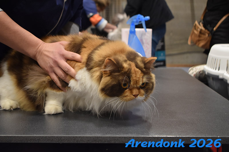 BCF kattenshow