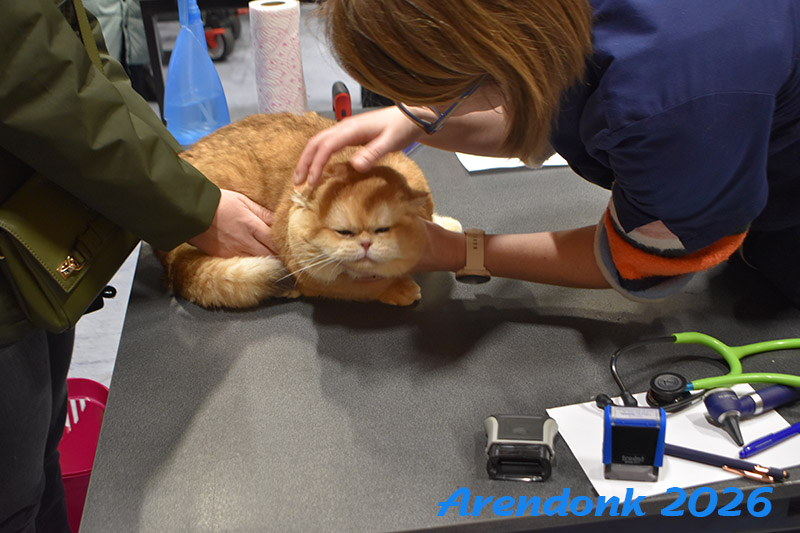 BCF kattenshow