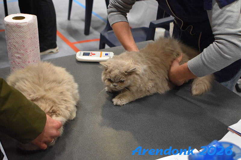 BCF kattenshow