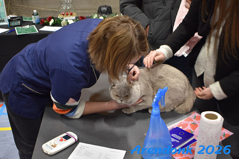 BCF kattenshow