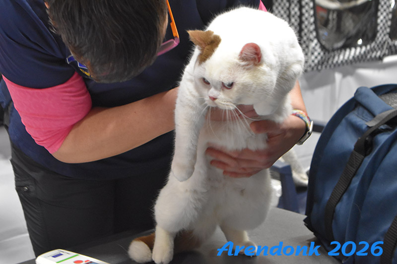 BCF kattenshow