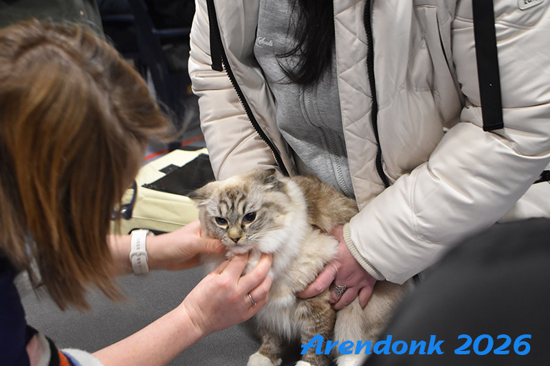 BCF kattenshow