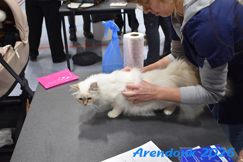 BCF kattenshow