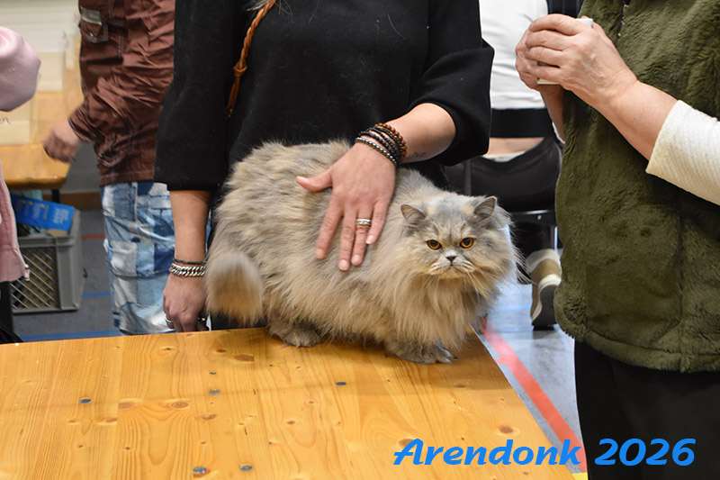 BCF kattenshow