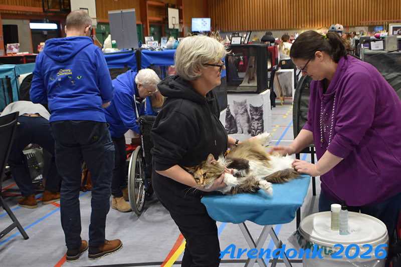 BCF kattenshow