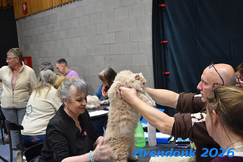 BCF kattenshow