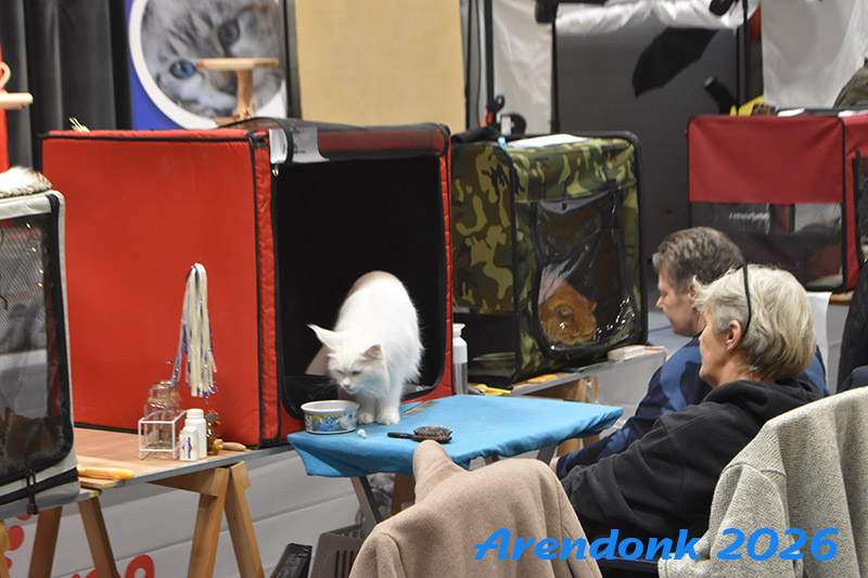 BCF kattenshow