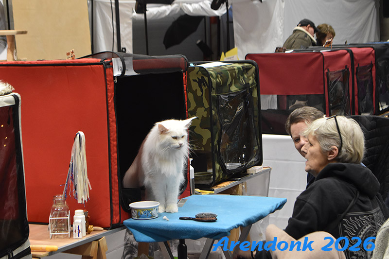 BCF kattenshow