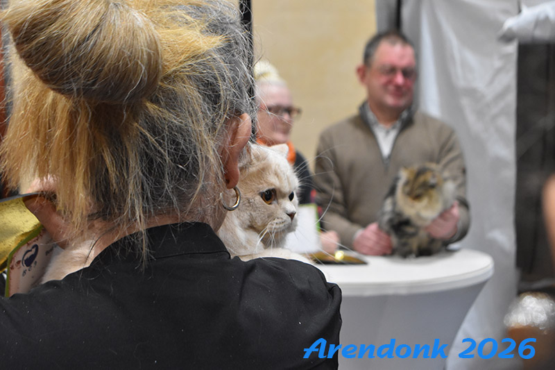 BCF kattenshow