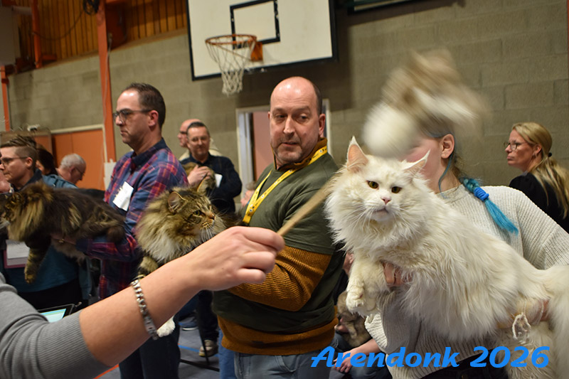 BCF kattenshow