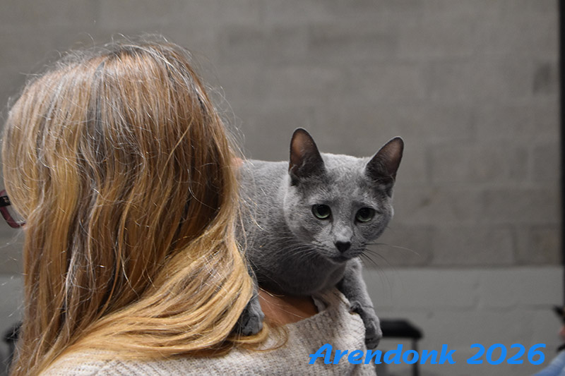 BCF kattenshow