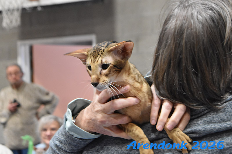 BCF kattenshow