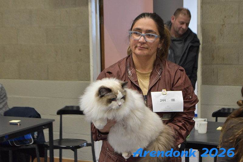 BCF kattenshow