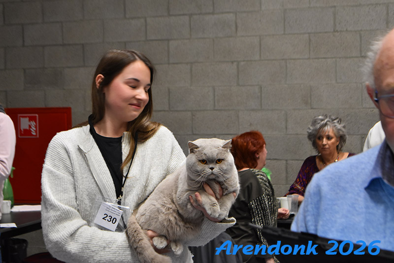 BCF kattenshow