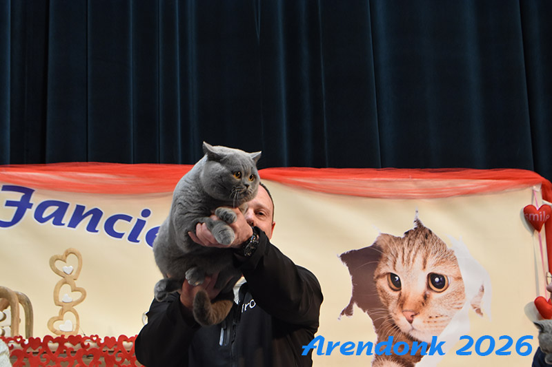 BCF kattenshow