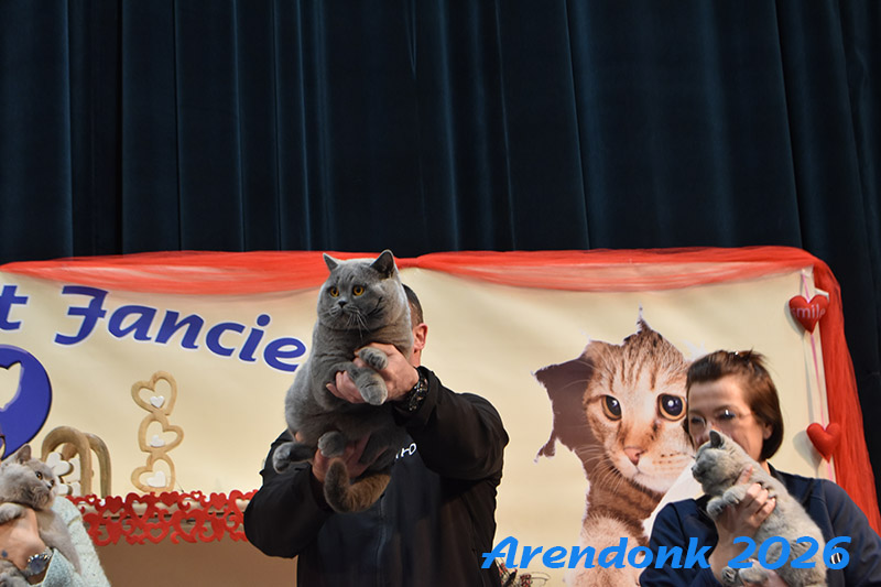 BCF kattenshow