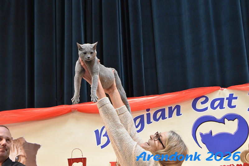 BCF kattenshow