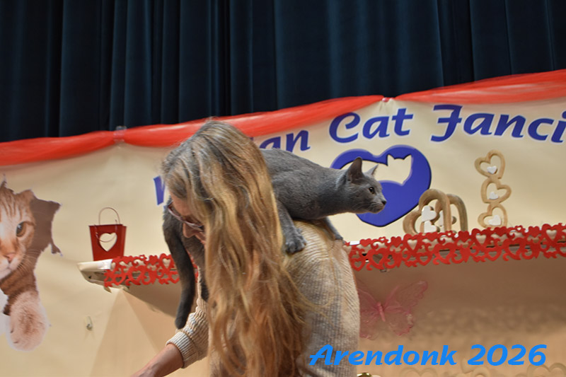 BCF kattenshow