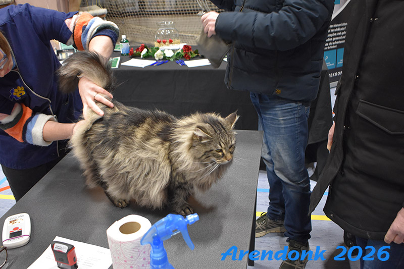Katten vereniging Belgium Cat Fancierss BCF