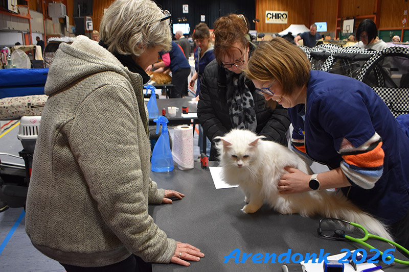 Mooie foto van onze kattenshow, BCF katten vereniging.