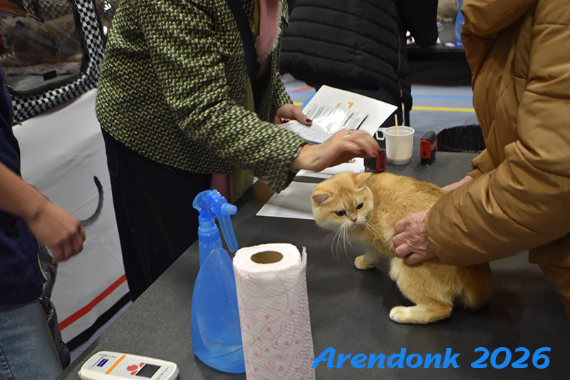Mooie foto van onze kattenshow, BCF katten vereniging.