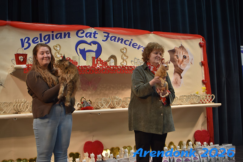 Willekeurige foto van kattenshow van BCF katten vereniging.