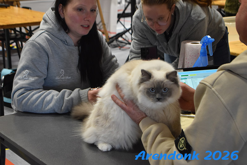 Katten vereniging Belgium Cat Fancierss BCF