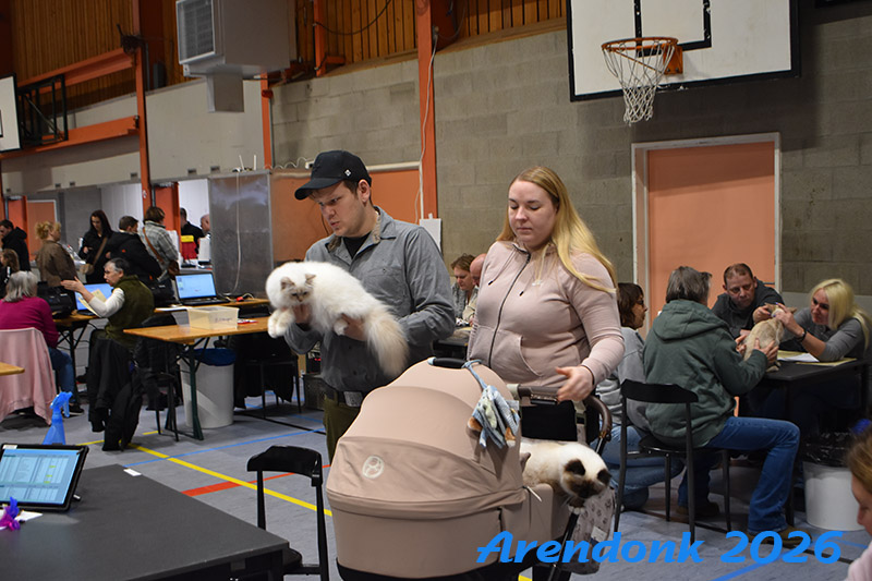 Willekeurige foto van kattenshow van BCF katten vereniging.